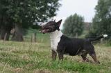 BULL TERRIER MINIATURE 063